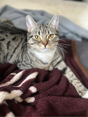 katze zum verkaufen bkh