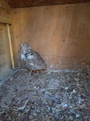 7 wachtelhähne zu verkaufen 