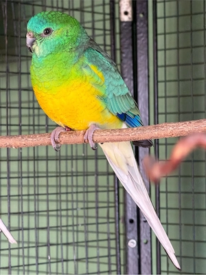 singsittich hahn wild 