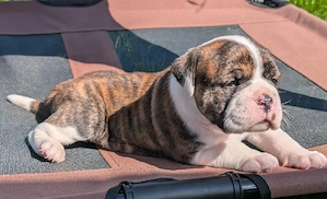 Continental Bulldog Welpen