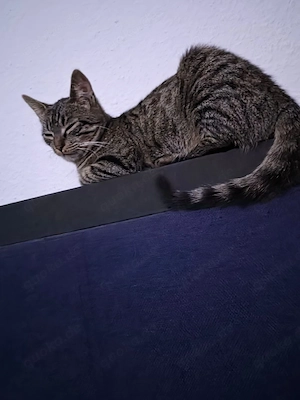 Süße Katze sucht ein neues Zuhause 