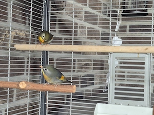 1,1 Chinesische Nachtigall 