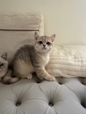 Süße Katzenbabys (12.01 geboren)   bereit für neues Zuhause