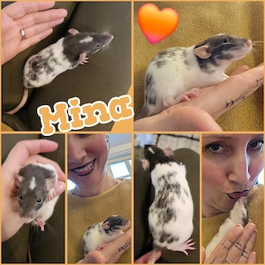 Ratten Weibchen jung und sehr lieb und handzahm 