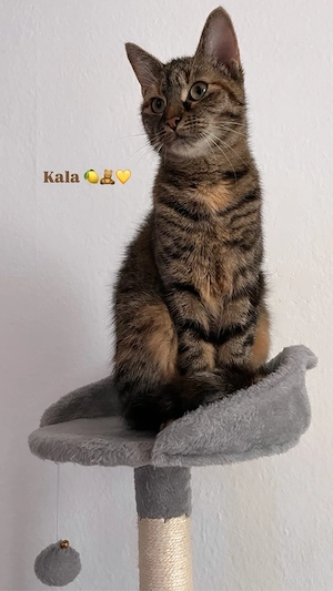 Suche Deckkater für unsere Prinzessin