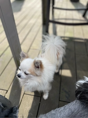 Liebhaber Zuhause gesucht