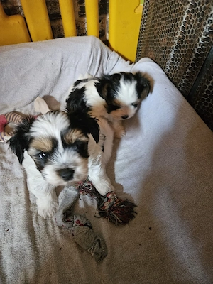 Reinrassige Biewer Yorkshiere Terrier Welpen