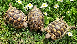 Griechische Landschildkröten