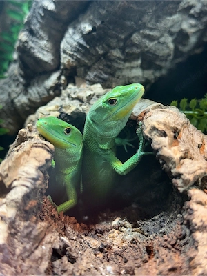 1.1 Gastropholis prasina Subadult 