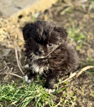 Fellknäuel Marisol sucht ihr Glück