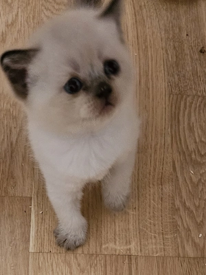 Silver shaded point Kitten