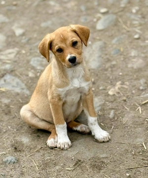 Goldjunge Schnapsi möchte dein Freund sein 