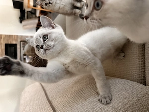 Süße Katzenbabys (12.01 geboren)   bereit für neues Zuhause