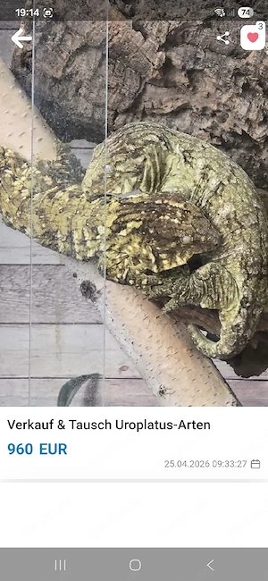 Verkauf & Tausch gegen Uroplatus-Arten 