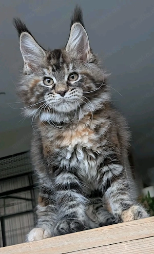    Wunderschöne Maine Coon Kitten zu verkaufen   verschmust, verspielt und liebevoll   