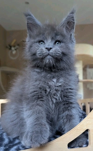    Wunderschöne Maine Coon Kitten suchen ein liebevolles Zuhause   