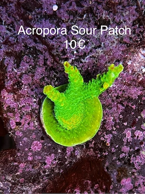 LPS SPS Chalice, Acropora Korallen Meerwasser 