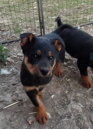 Rottweiler Mix Welpen 