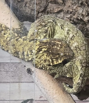Verkauf & Tausch gegen Uroplatus-Arten 