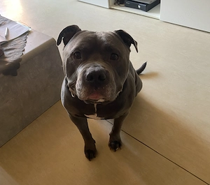 Stafford blueline bully