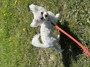 Malteser reinrassig 