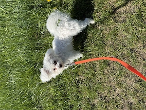 Malteser Mädchen 8 Monate 