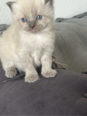 Ragdoll kitten 