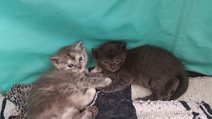 Schöner BKH Mischling -Kitten Bild 2