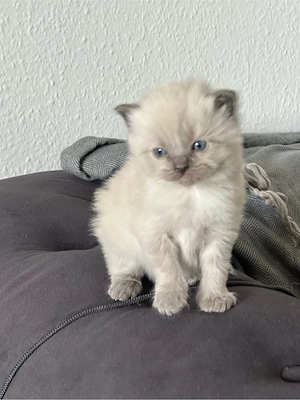 Ragdoll kitten  Bild 2