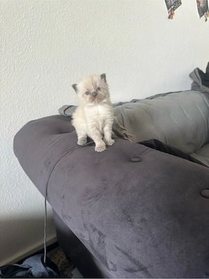 Ragdoll kitten  Bild 4