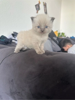 Ragdoll kitten  Bild 3
