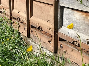 Bienen Völker
