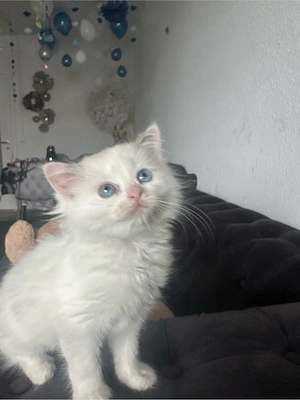 Ragdoll kitten  Bild 5