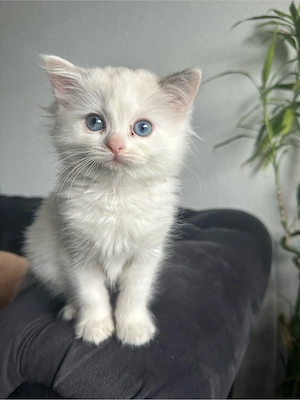 Ragdoll kitten  Bild 6