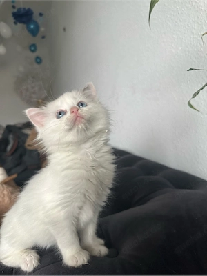 Ragdoll kitten  Bild 7