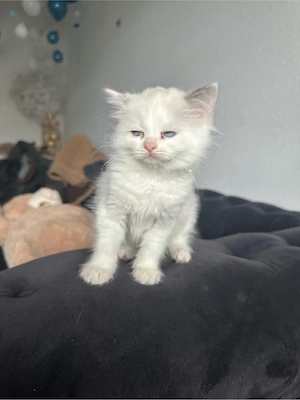 Ragdoll kitten  Bild 8