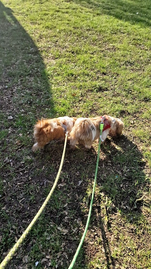 2 Hundeschwestern schweren Herzens abzugeben