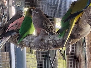 Großsittiche zu verkaufen 