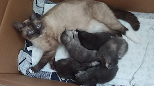 Schöner BKH Mischling -Kitten Bild 3