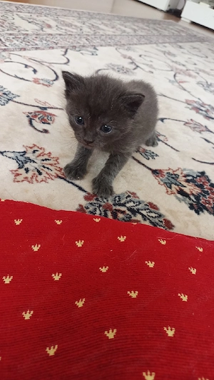 Schöner BKH Mischling -Kitten Bild 4