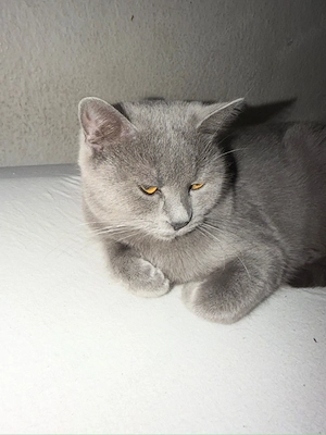 Katze in guten handen abzugeben