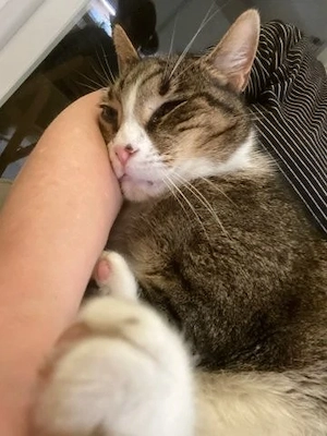 Suzy - sensible Kuschelkatze - sucht liebevolles Zuhause mit Freigang