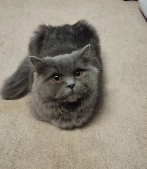 Liebevolle BLH Katze Sucht ein Neues Zuhause 