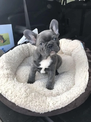 Französische Bulldoggenwelpen zu verkaufen. 