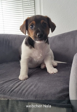 Jack Russell Terrier Welpen suchen ein liebevolles Zuhause ( 3 von uns suchen noch)  Bild 2