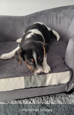 Jack Russell Terrier Welpen suchen ein liebevolles Zuhause ( 3 von uns suchen noch)  Bild 3