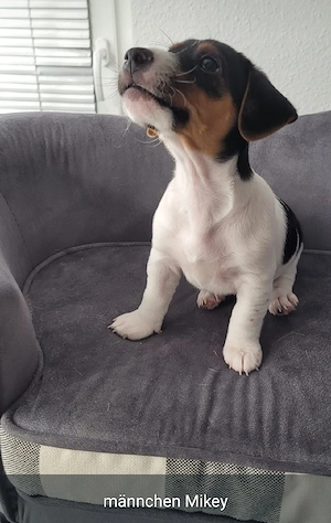 Jack Russell Terrier Welpen suchen ein liebevolles Zuhause ( 3 von uns suchen noch)  Bild 4