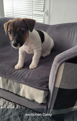 Jack Russell Terrier Welpen suchen ein liebevolles Zuhause ( 3 von uns suchen noch)  Bild 5