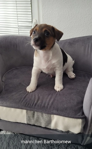 Jack Russell Terrier Welpen suchen ein liebevolles Zuhause 