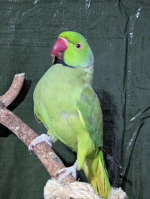 Halsbandsittich mit Handicap, nicht Handzahm.